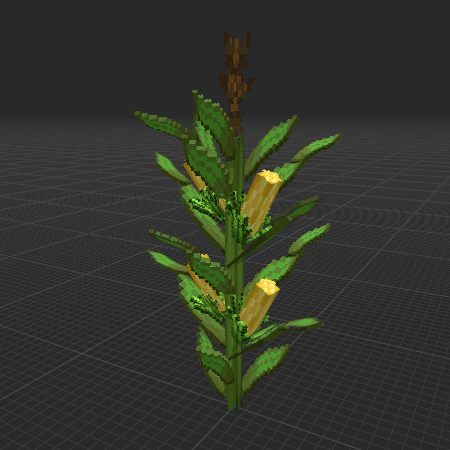 Corn Crop