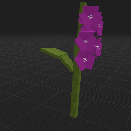 Gladiolus