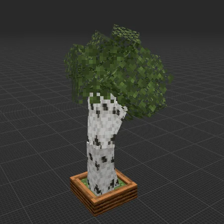 birch tree